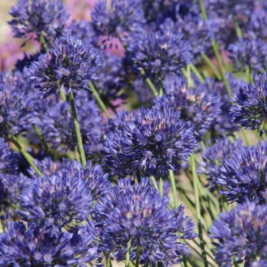 Allium caesium 'Summer Sky'