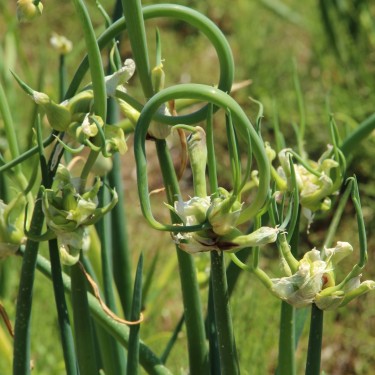 Allium cepa var. viviparum