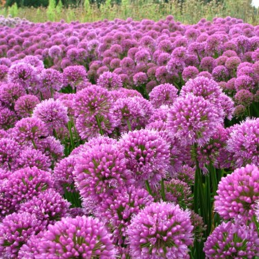 Allium 'Millenium'