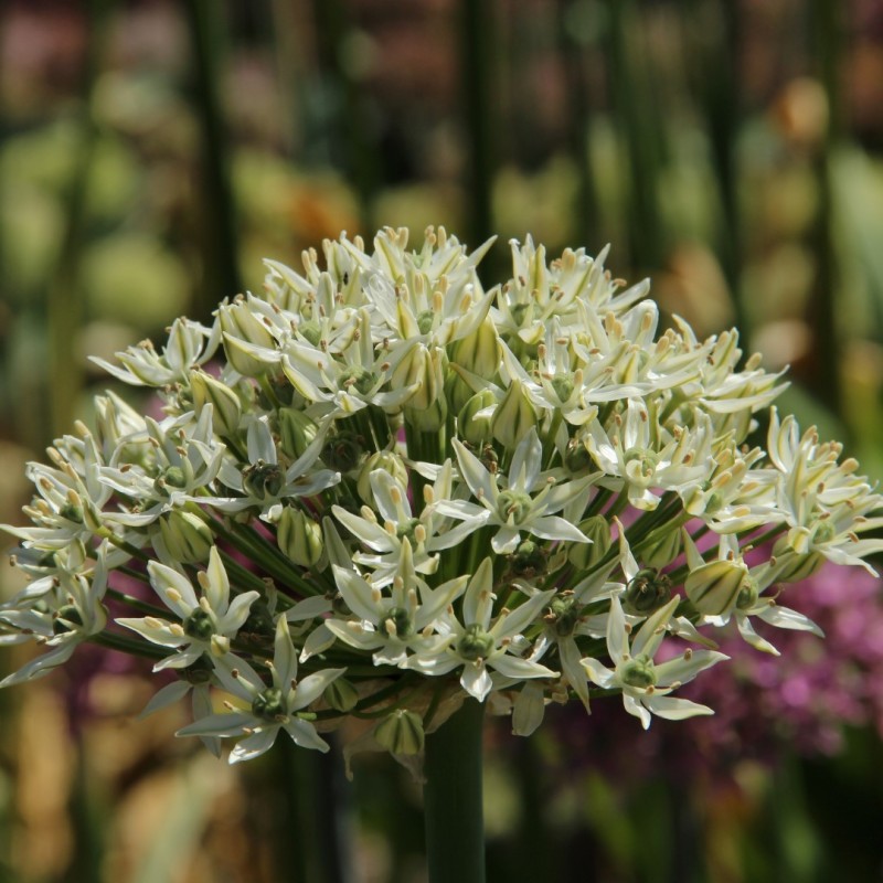 Allium nigrum Allium nigrum