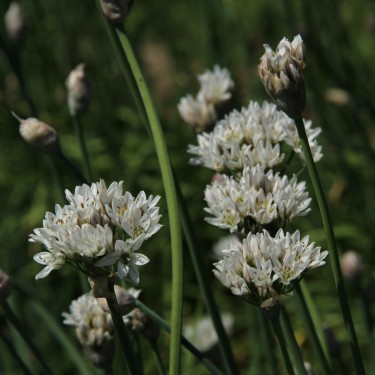 Allium ramosum Allium ramosum