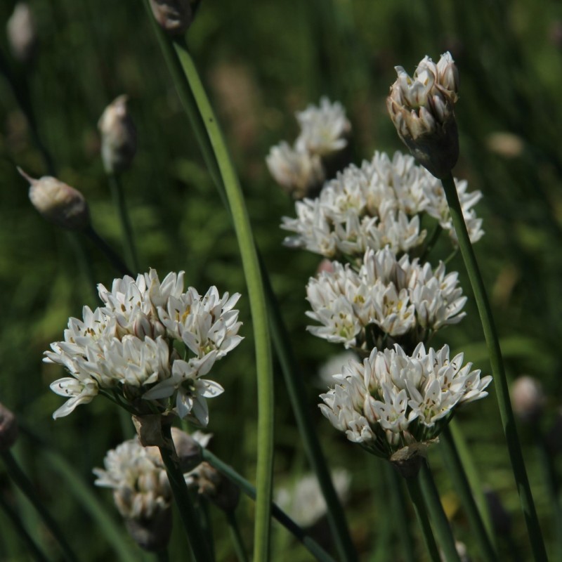 Allium ramosum Allium ramosum