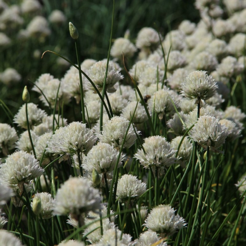 Allium schoenoprasum 'Corsican White' Allium schoenoprasum 'Corsican White'