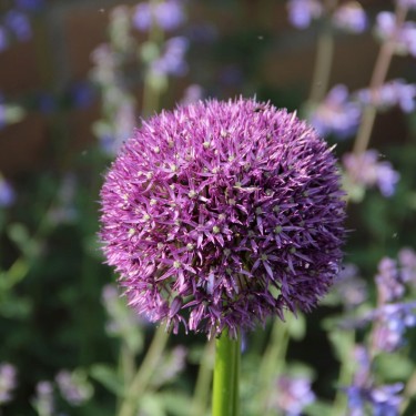 Allium 'Pinball Wizard'