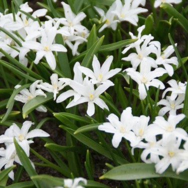 Chionodoxa luciliae 'Alba'