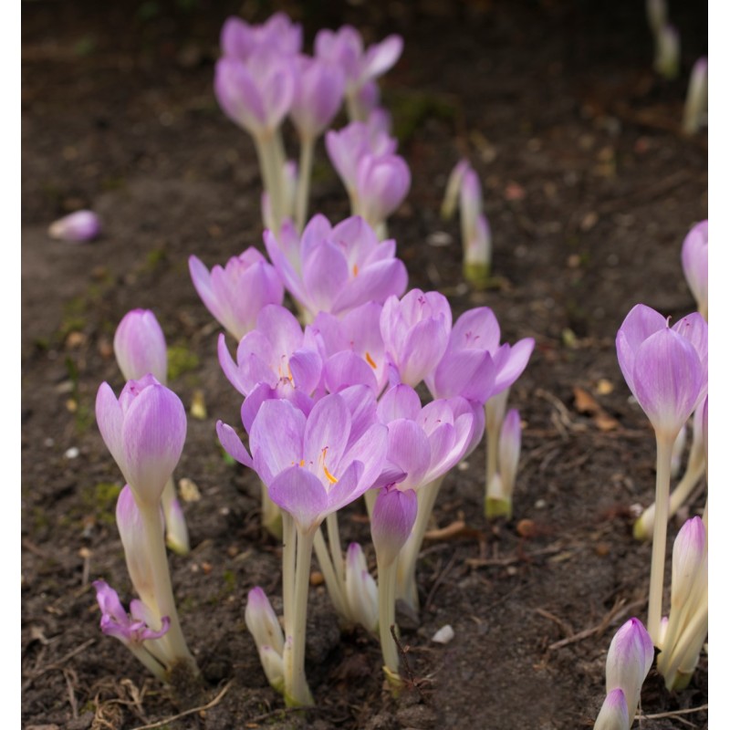 Colchicum byzantinum Colchicum byzantinum