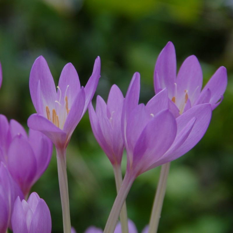 Colchicum pannonicum Colchicum pannonicum