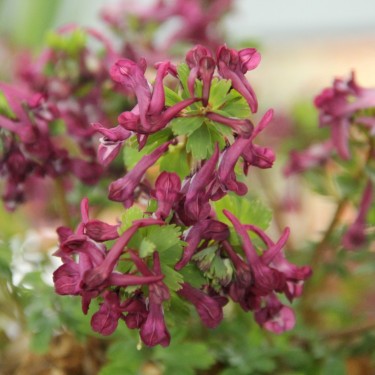Corydalis decipiens
