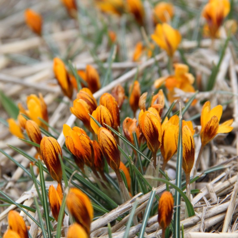 Crocus balansae 'Orange Monarch' Crocus balansae 'Orange Monarch'