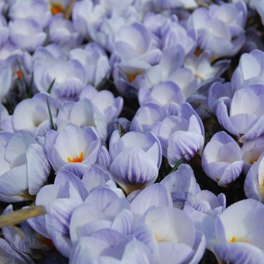 Crocus chrysanthus 'Blue Marlin'