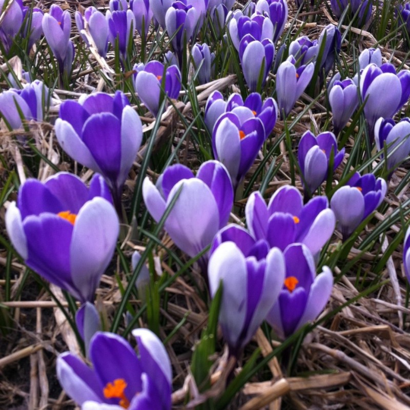 Crocus vernus 'Whale Shark'