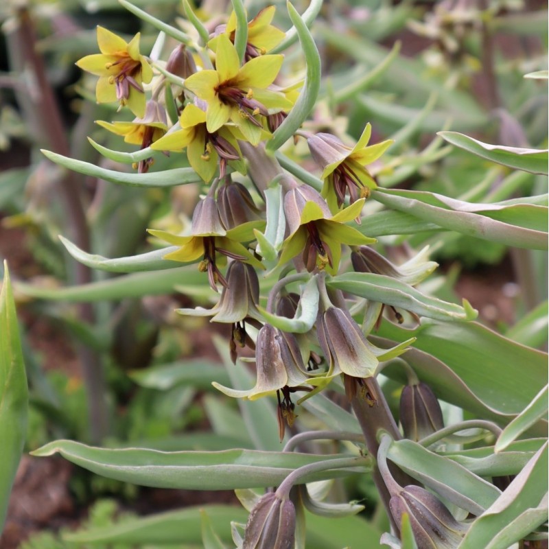 Fritillaria sewerzowii 'Green Eyes'