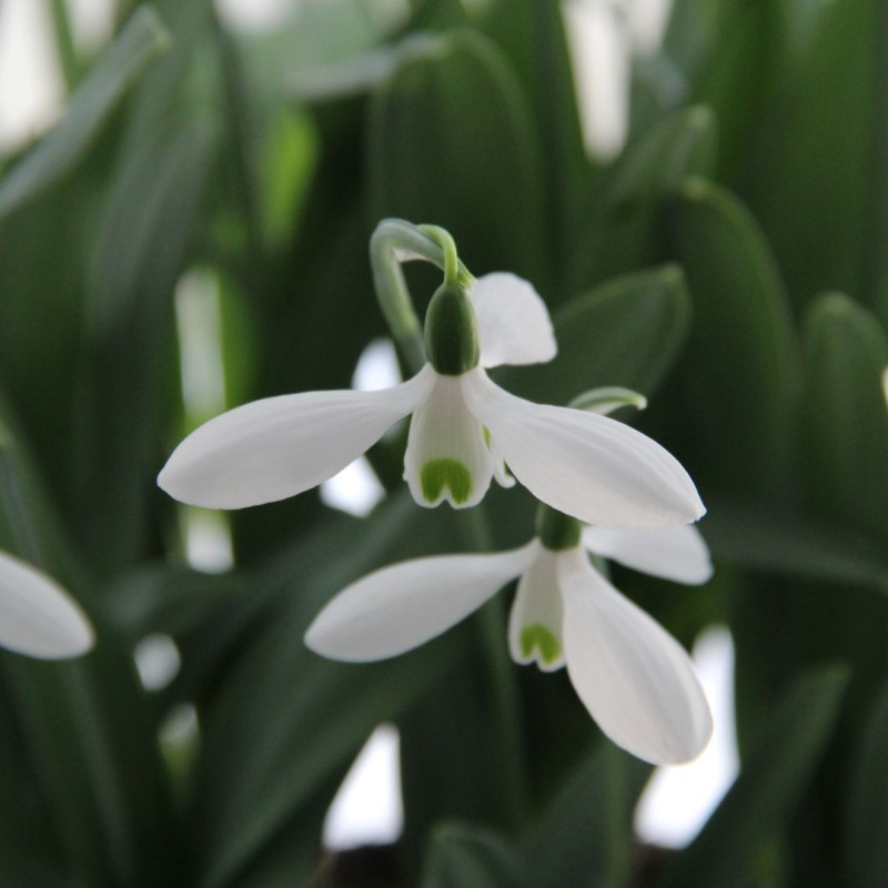 Galanthus 'Mount Everest' Galanthus 'Mount Everest'