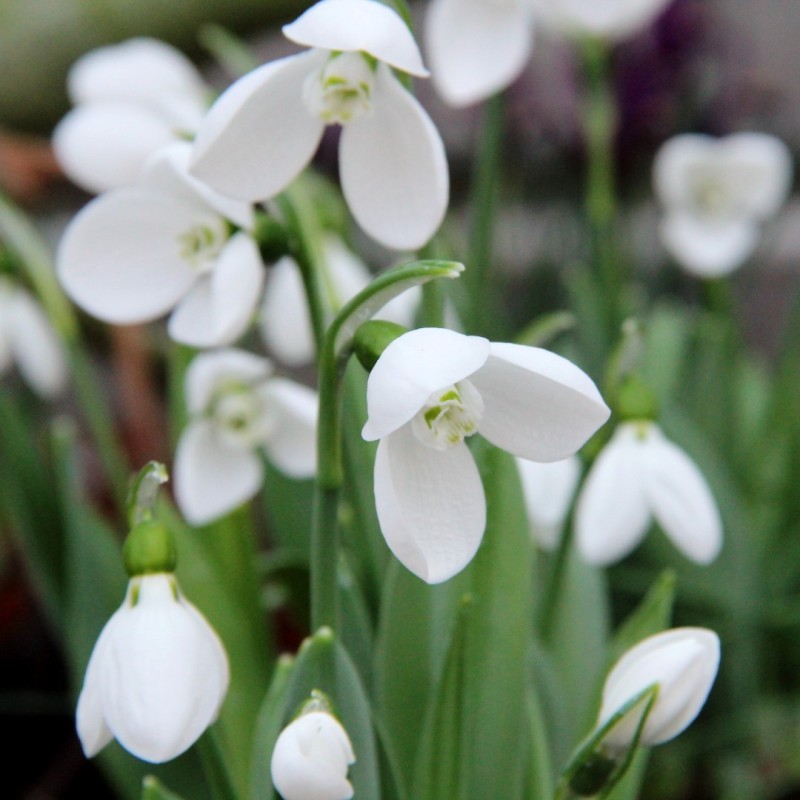 Galanthus 'Polar Bear'