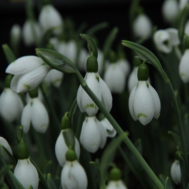 Galanthus 'Snow Fox' Galanthus 'Snow Fox'
