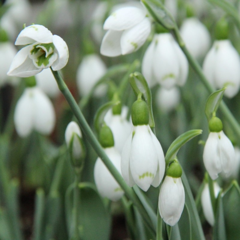 Galanthus 'Snow Fox' Galanthus 'Snow Fox'