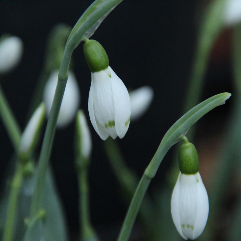 Galanthus 'Snow Fox' Galanthus 'Snow Fox'