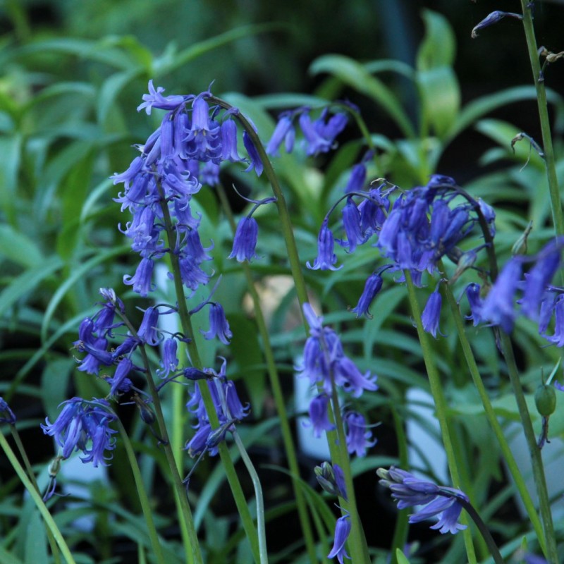 Hyacinthoides non-scripta Hyacinthoides non-scripta