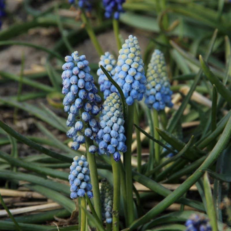 Muscari armeniacum 'Manon' Muscari armeniacum 'Manon'
