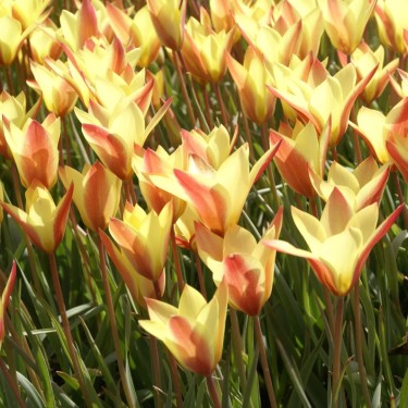 Tulipa clusiana 'Sheila'