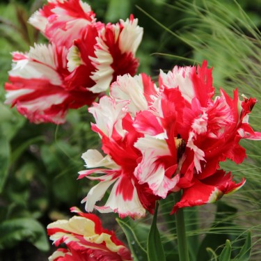 Tulipa 'Estella Rijnveld' Tulipa 'Estella Rijnveld'