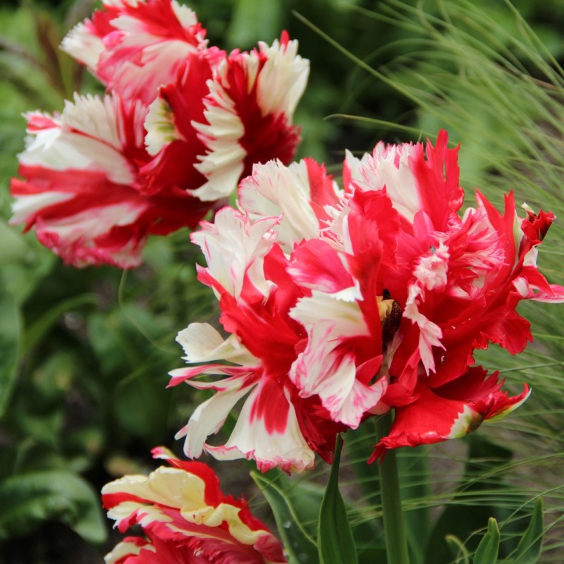 Tulipa 'Estella Rijnveld' Tulipa 'Estella Rijnveld'