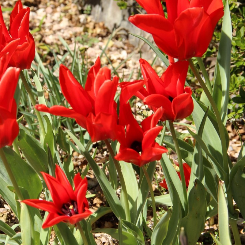 Tulipa ingens Tulipa ingens