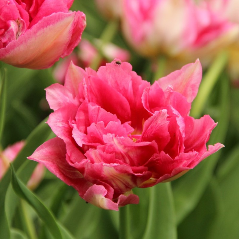Tulipa 'Renoir' Tulipa 'Renoir'