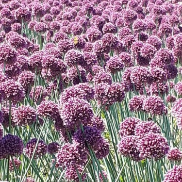 Allium ampeloprasum 'Purple Mystery'