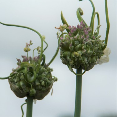 Allium ampeloprasum 'Green Drops' Allium ampeloprasum 'Green Drops'