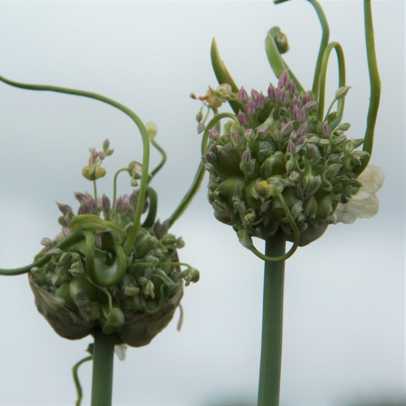 Allium ampeloprasum 'Green Drops' Allium ampeloprasum 'Green Drops'