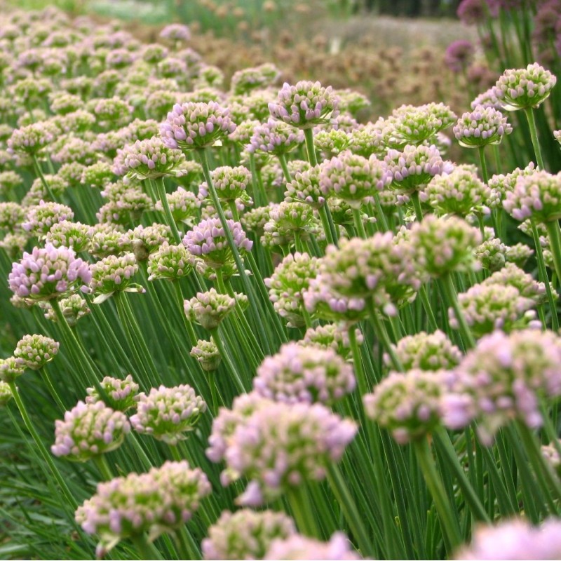 Allium 'Sugar Melt' Allium 'Sugar Melt'
