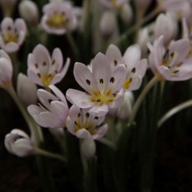 Colchicum hungaricum 'Velebit Star'