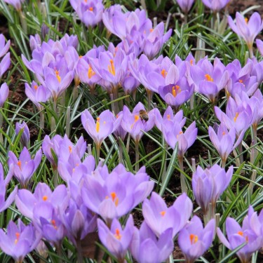 Crocus etruscus 'Zwanenburg' Crocus etruscus 'Zwanenburg'