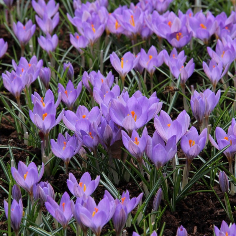 Crocus etruscus 'Zwanenburg' Crocus etruscus 'Zwanenburg'