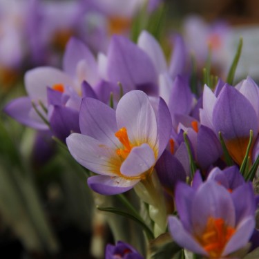 Crocus sieberi 'Firefly'
