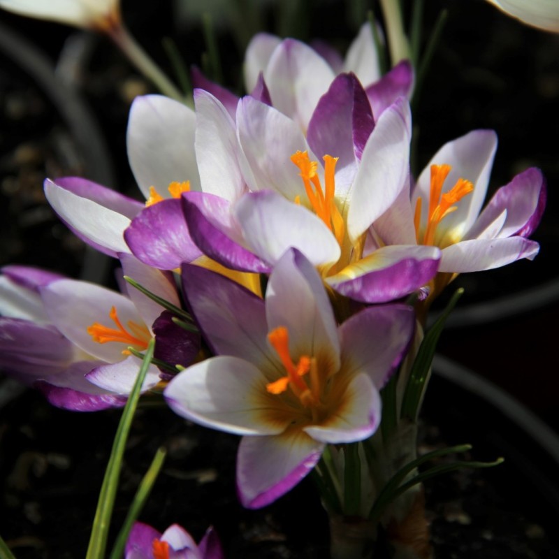 Crocus sieberi 'Hubert Edelsten' Crocus sieberi 'Hubert Edelsten'