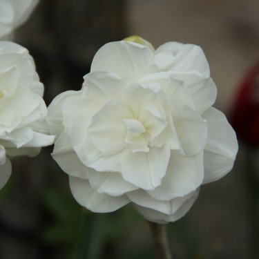 Narcissus 'Santa Claus'