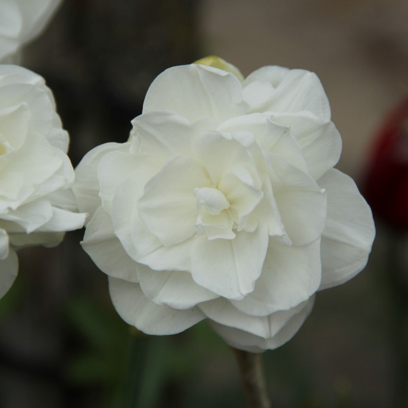 Narcissus 'Santa Claus' Narcissus 'Santa Claus'