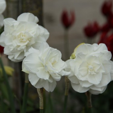 Narcissus 'Santa Claus' Narcissus 'Santa Claus'