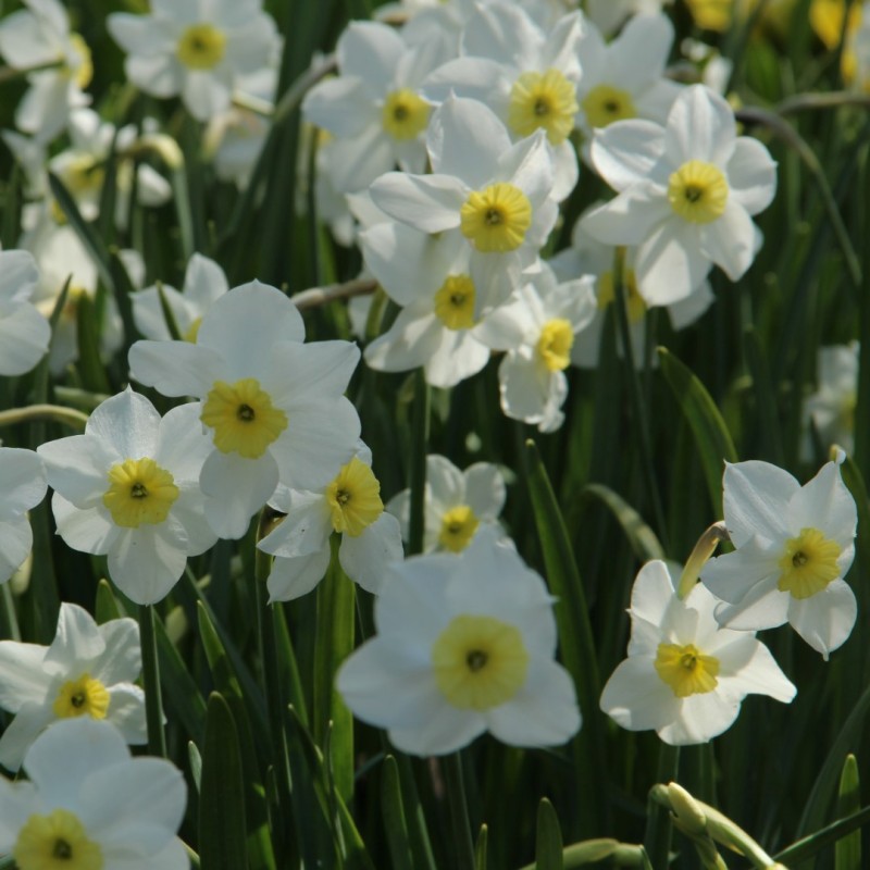 Narcissus 'Segovia' Narcissus 'Segovia'