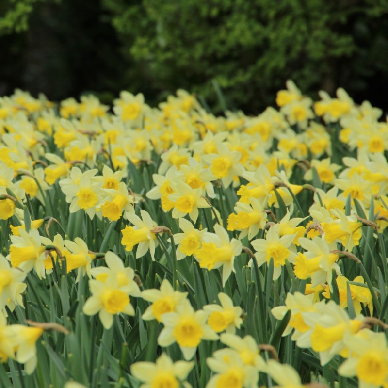 Narcissus 'Topolino' Narcissus 'Topolino'