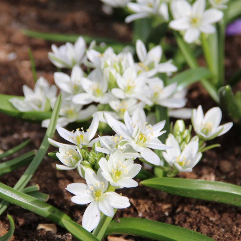 Ornithogalum balansae Ornithogalum balansae
