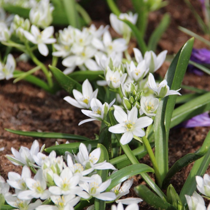 Ornithogalum balansae Ornithogalum balansae