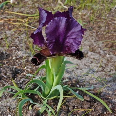 Iris paradoxa