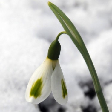 Galanthus 'Trumpolute'