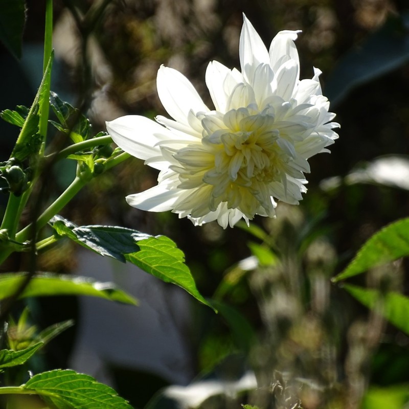 Dahlia imperialis -wit- Dahlia imperialis -wit-