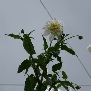 Dahlia imperialis -wit- Dahlia imperialis -wit-