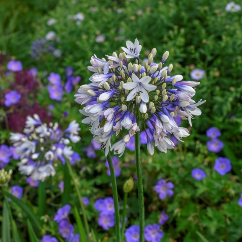 Agapanthus 'Twister' Agapanthus 'Twister'