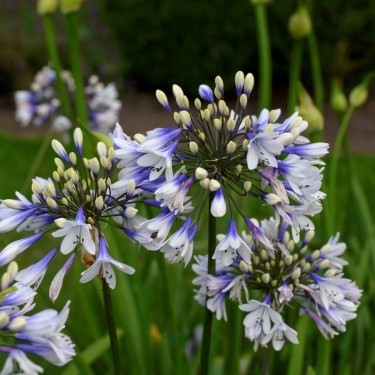 Agapanthus 'Twister' Agapanthus 'Twister'